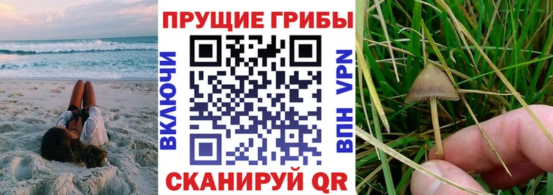 закладки  Дубна  Псилоцибиновые грибы GOLDEN TEACHER 